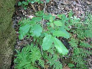 Silver Peak Poison Oak.